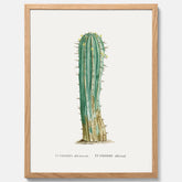 Vintageposter med en illustration av en kaktus