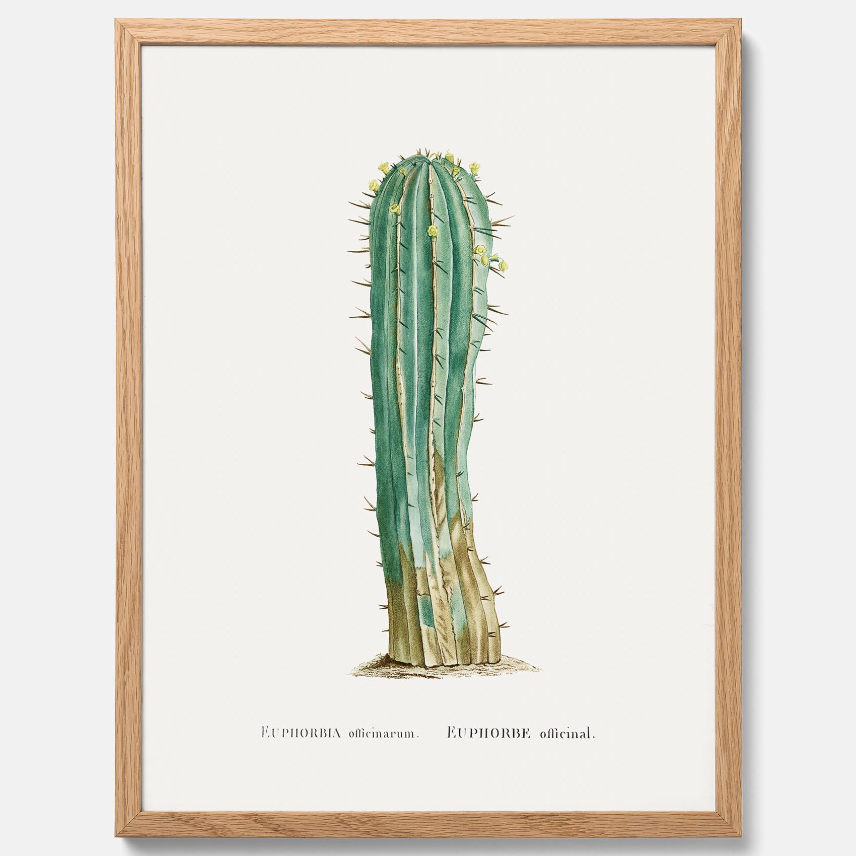 Vintageposter med en illustration av en kaktus