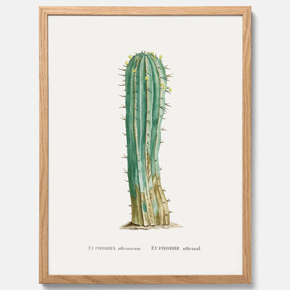 Vintageposter med en illustration av en kaktus