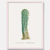 Vintageposter med en illustration av en kaktus