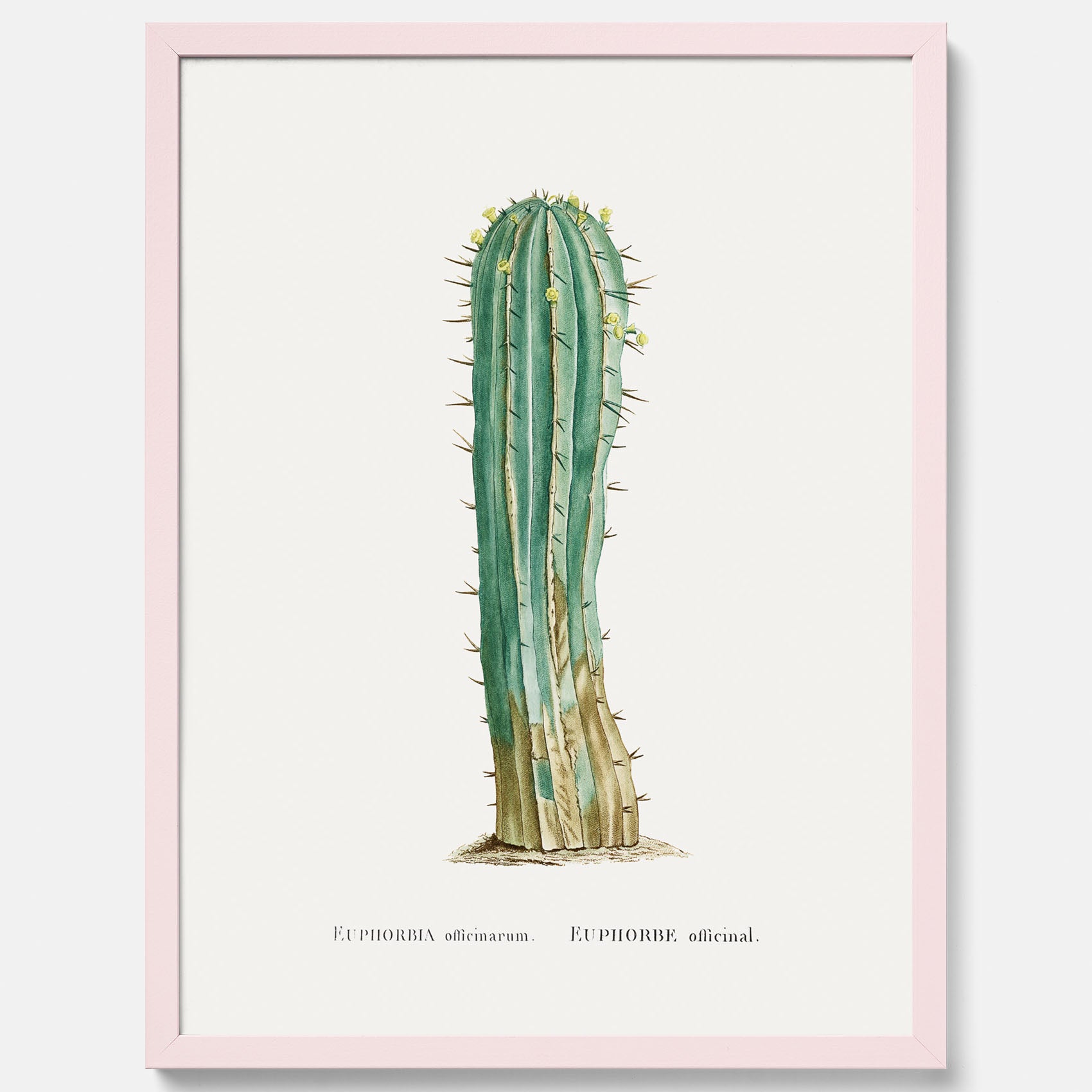 Vintageposter med en illustration av en kaktus