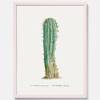 Vintageposter med en illustration av en kaktus