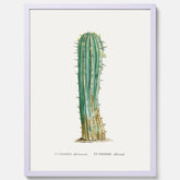 Vintageposter med en illustration av en kaktus