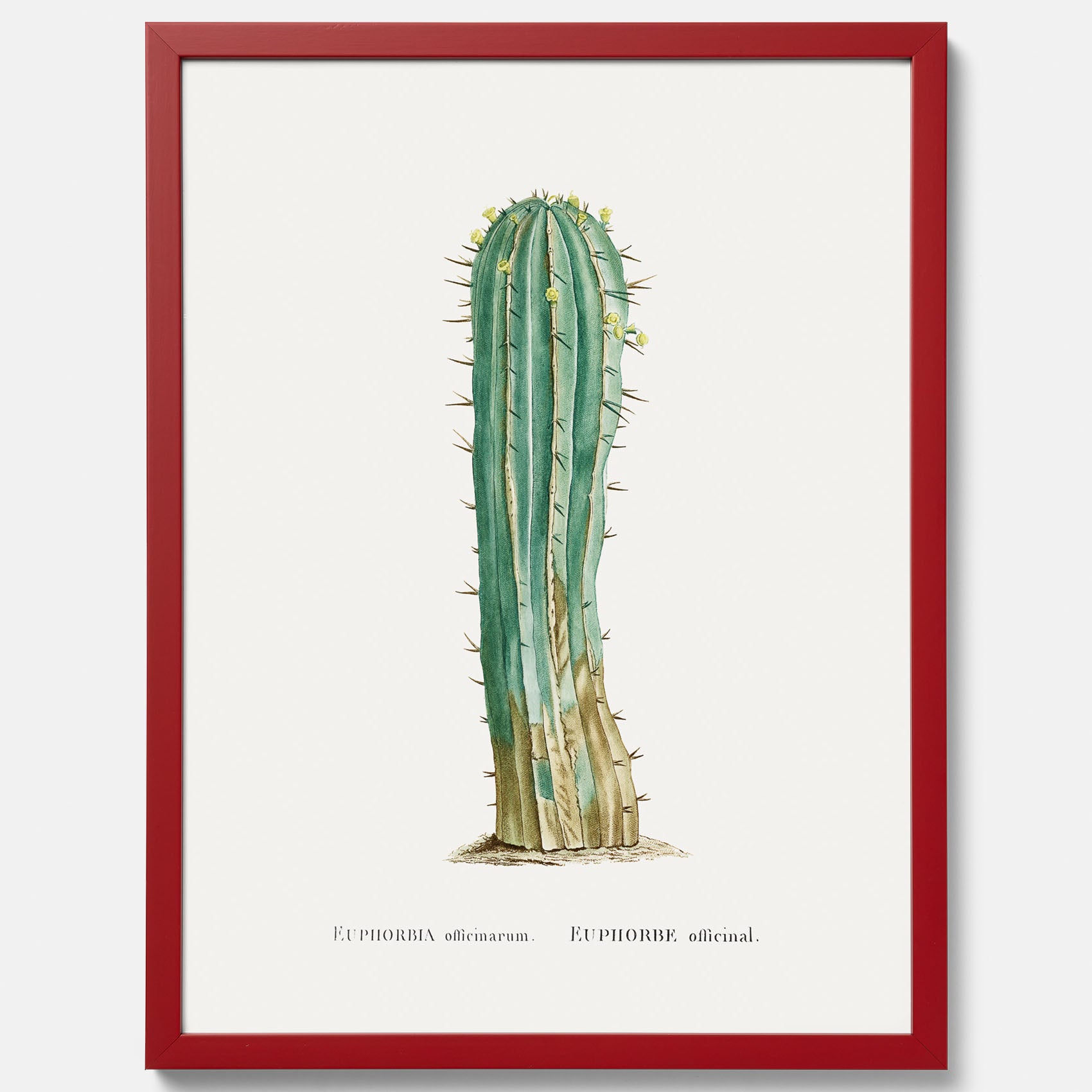 Vintageposter med en illustration av en kaktus
