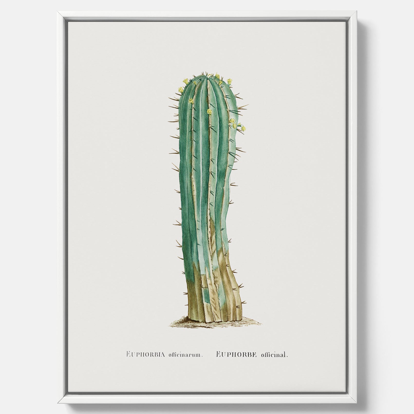 Vintagetavla i canvas med en illustration av en kaktus