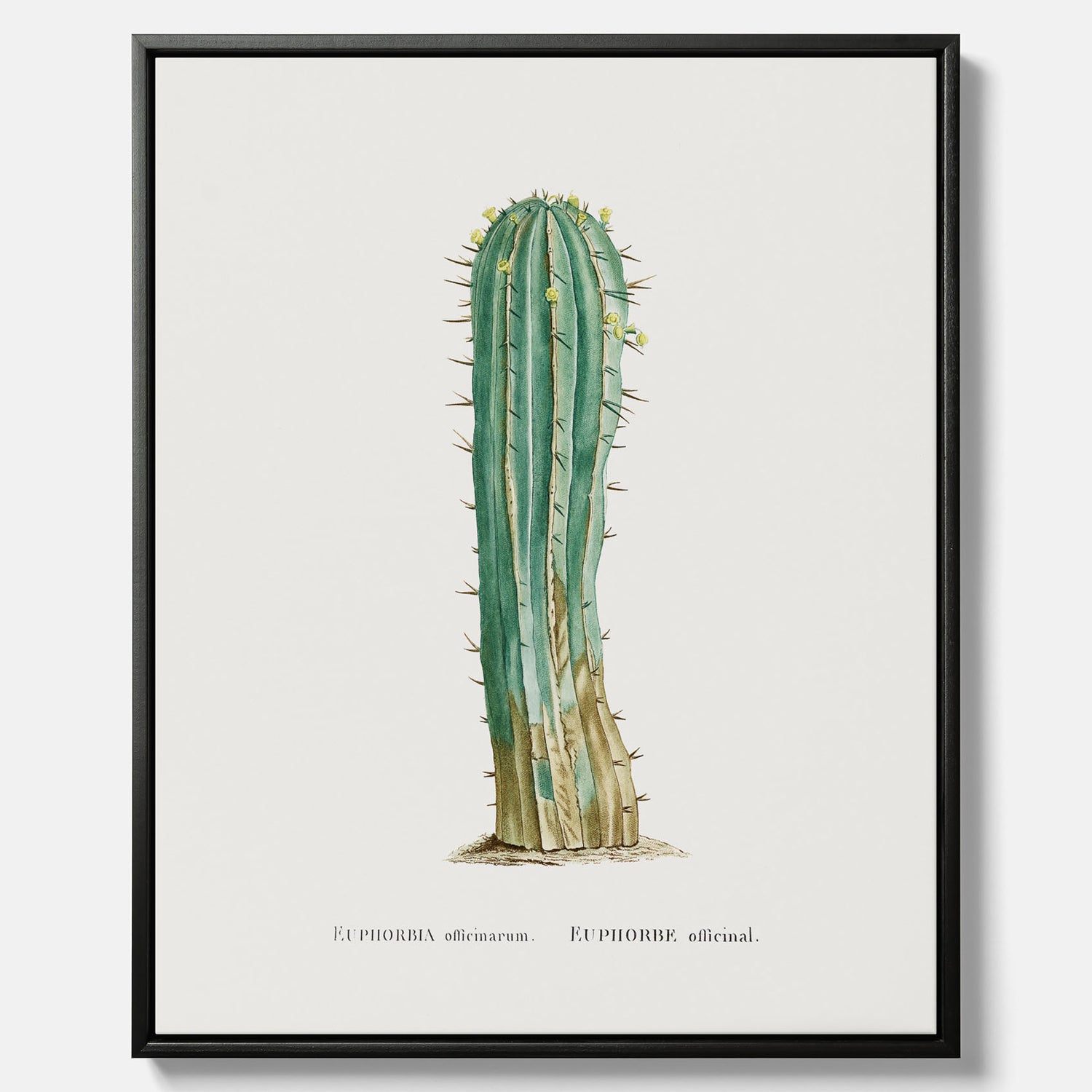 Vintagetavla i canvas med en illustration av en kaktus