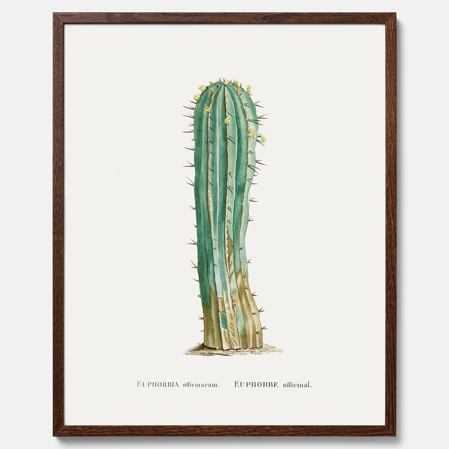 Vintageposter med en illustration av en kaktus