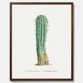 Vintageposter med en illustration av en kaktus