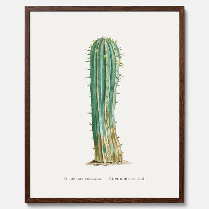 Vintageposter med en illustration av en kaktus