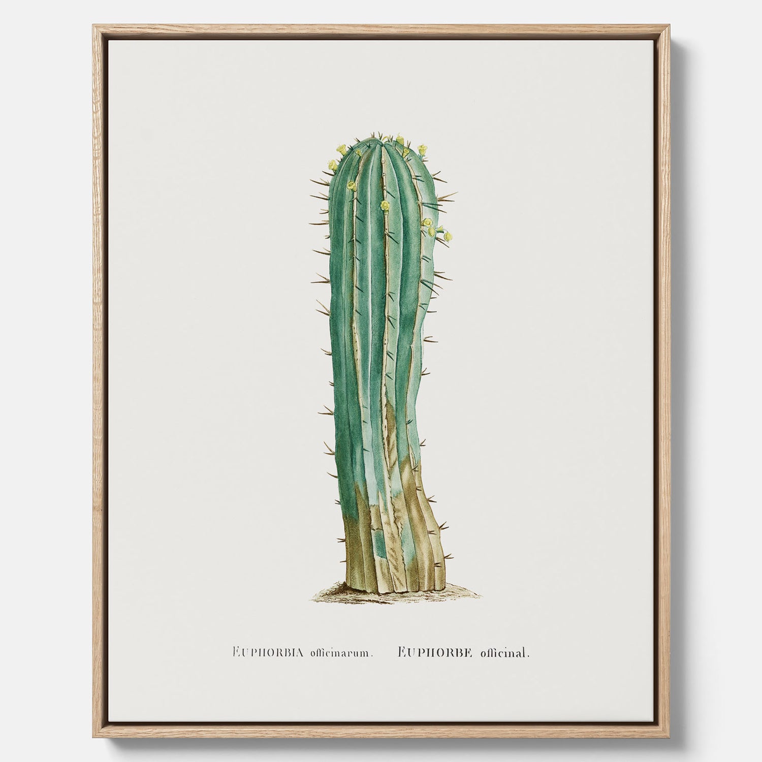 Vintagetavla i canvas med en illustration av en kaktus