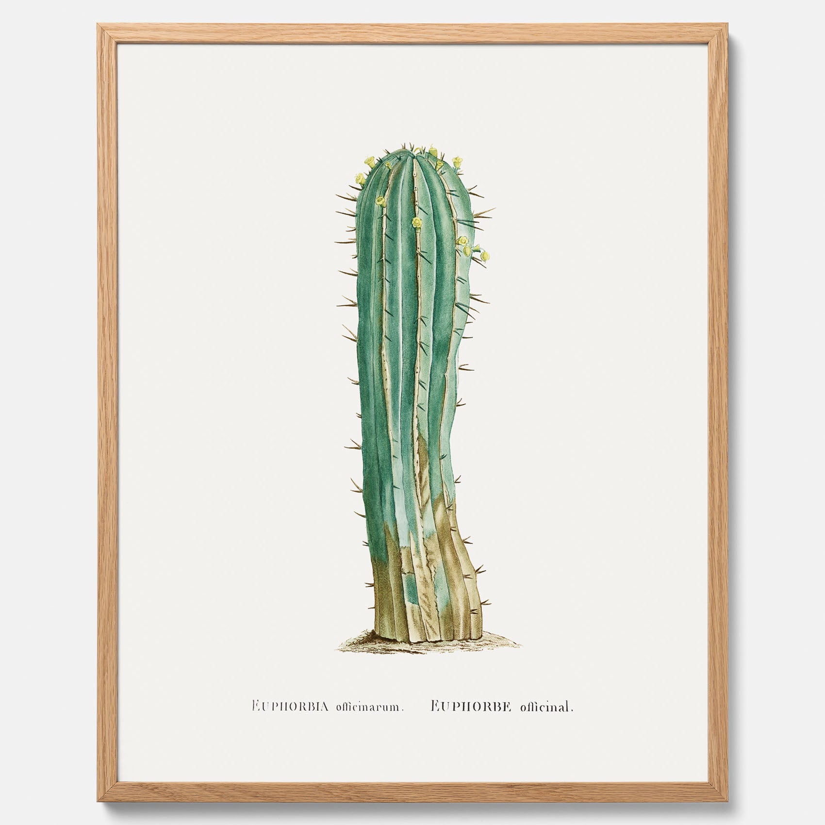 Vintageposter med en illustration av en kaktus