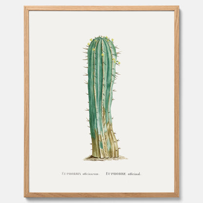 Vintageposter med en illustration av en kaktus