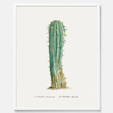 Vintageposter med en illustration av en kaktus