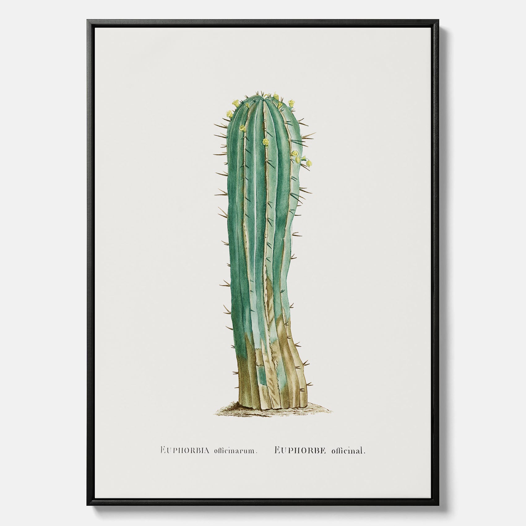 Vintagetavla i canvas med en illustration av en kaktus