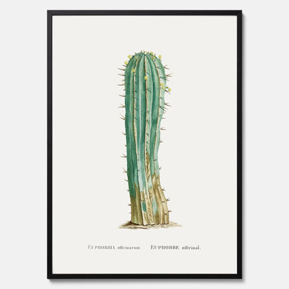 Vintageposter med en illustration av en kaktus