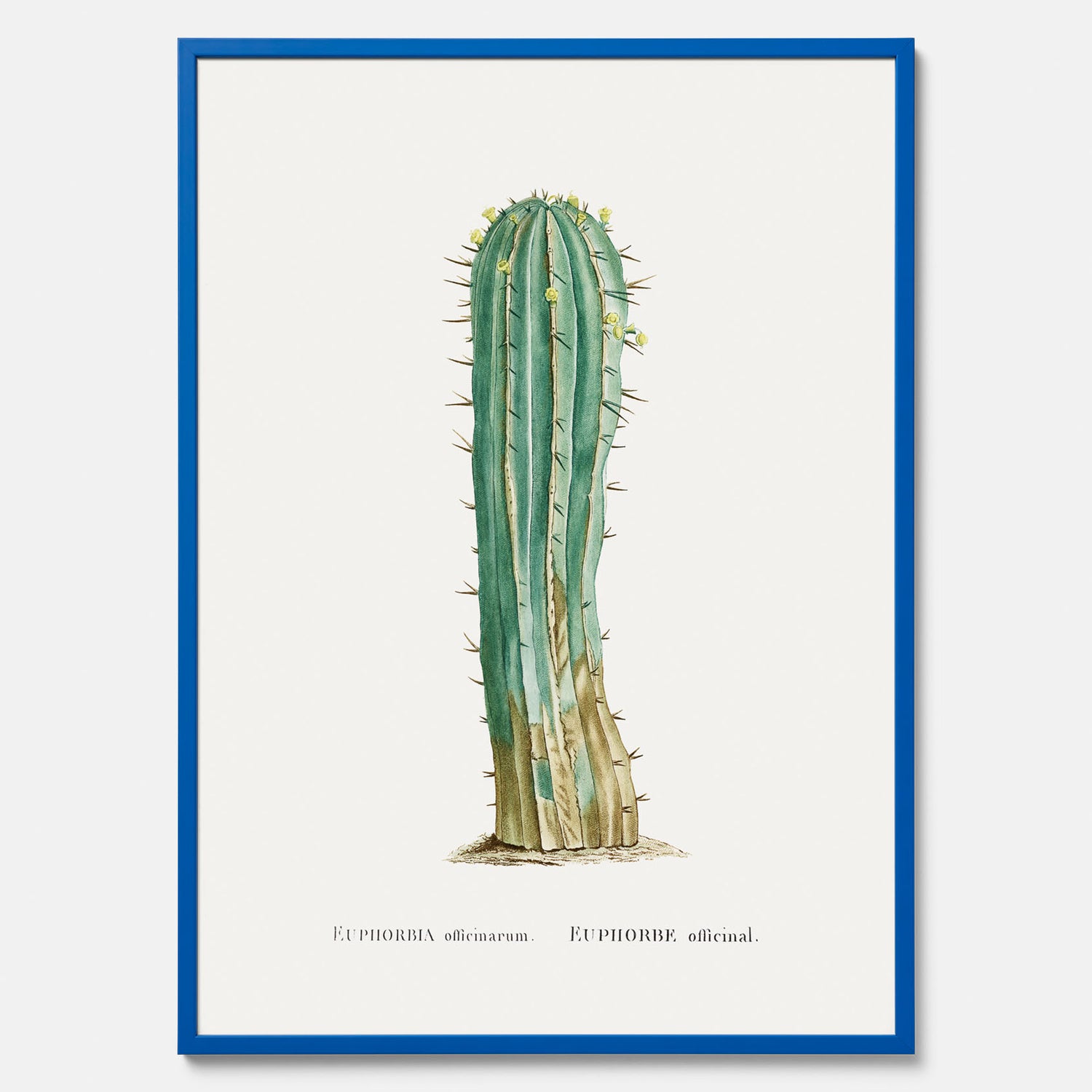 Vintageposter med en illustration av en kaktus