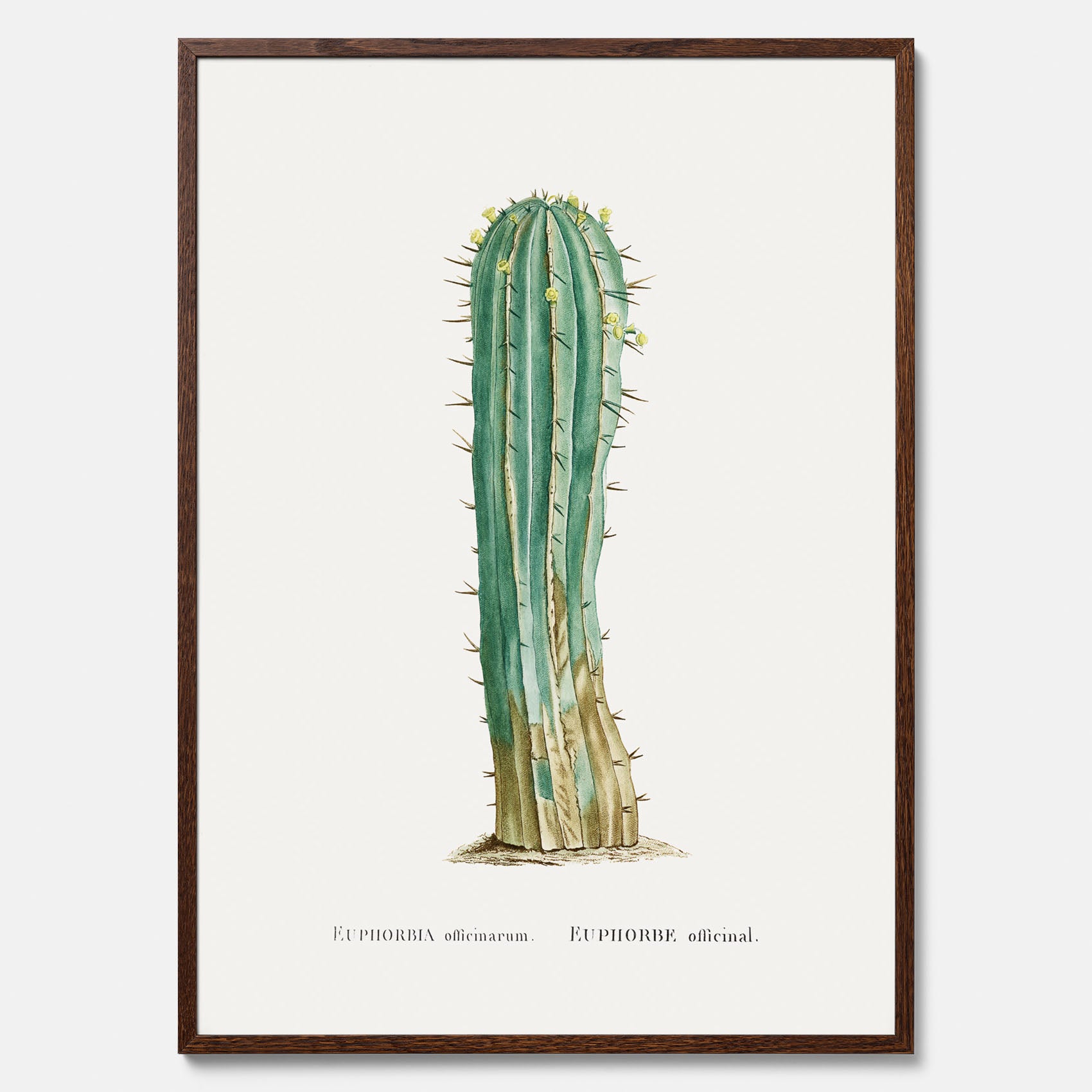 Vintageposter med en illustration av en kaktus