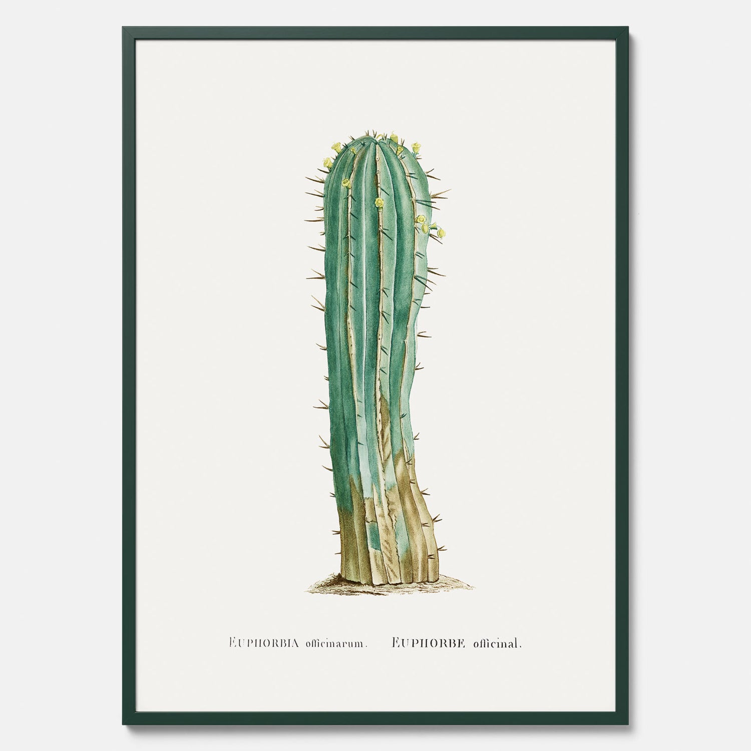 Vintageposter med en illustration av en kaktus