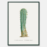 Vintageposter med en illustration av en kaktus