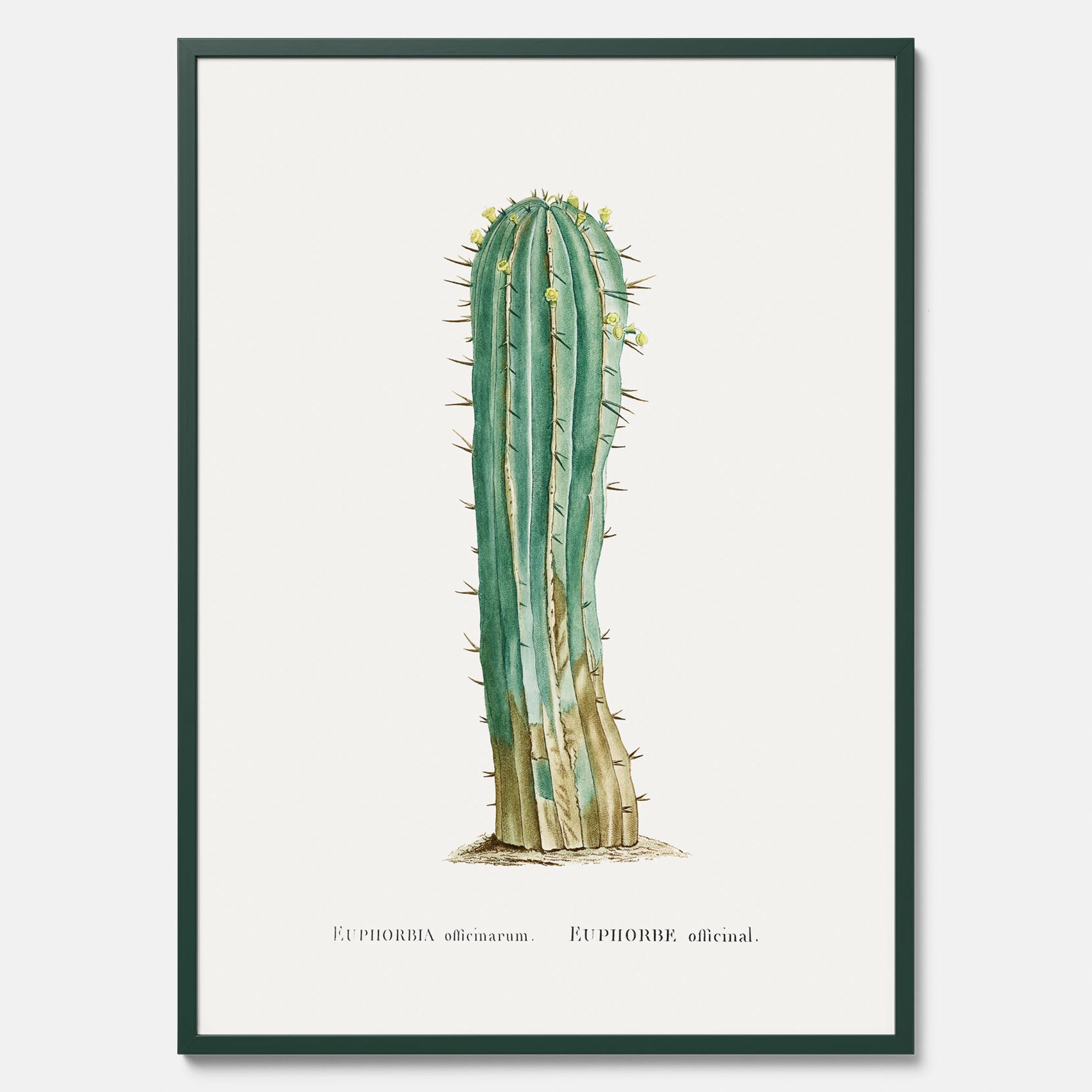 Vintageposter med en illustration av en kaktus