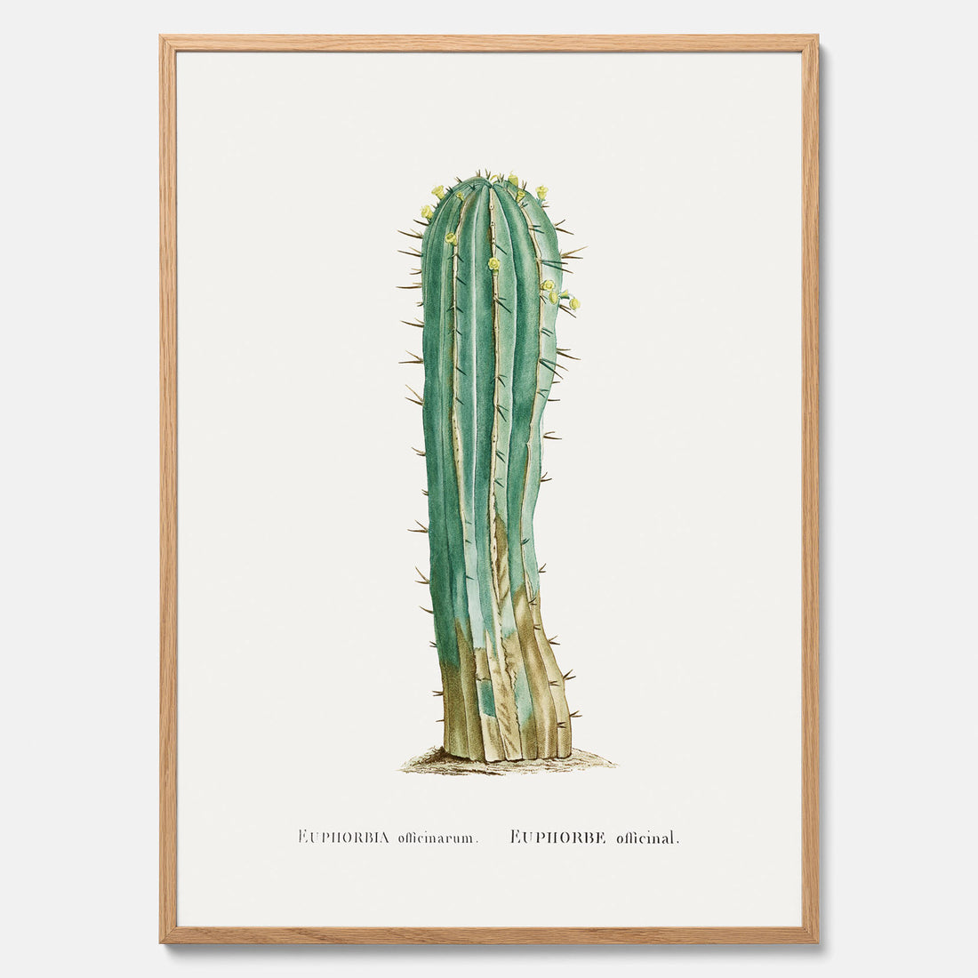 Vintageposter med en illustration av en kaktus