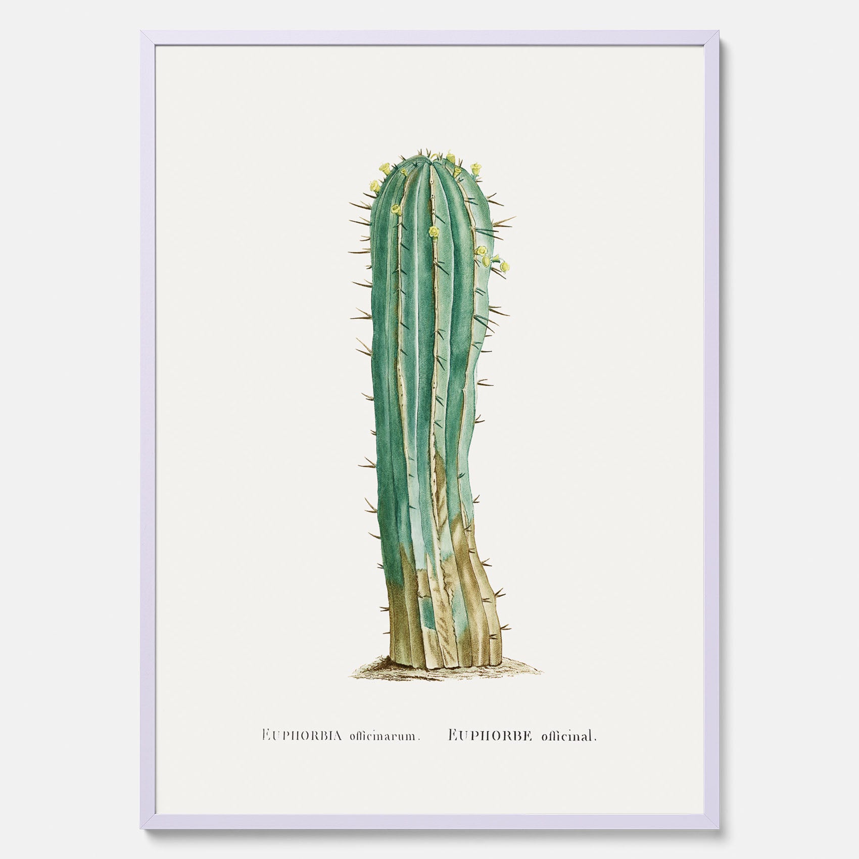 Vintageposter med en illustration av en kaktus