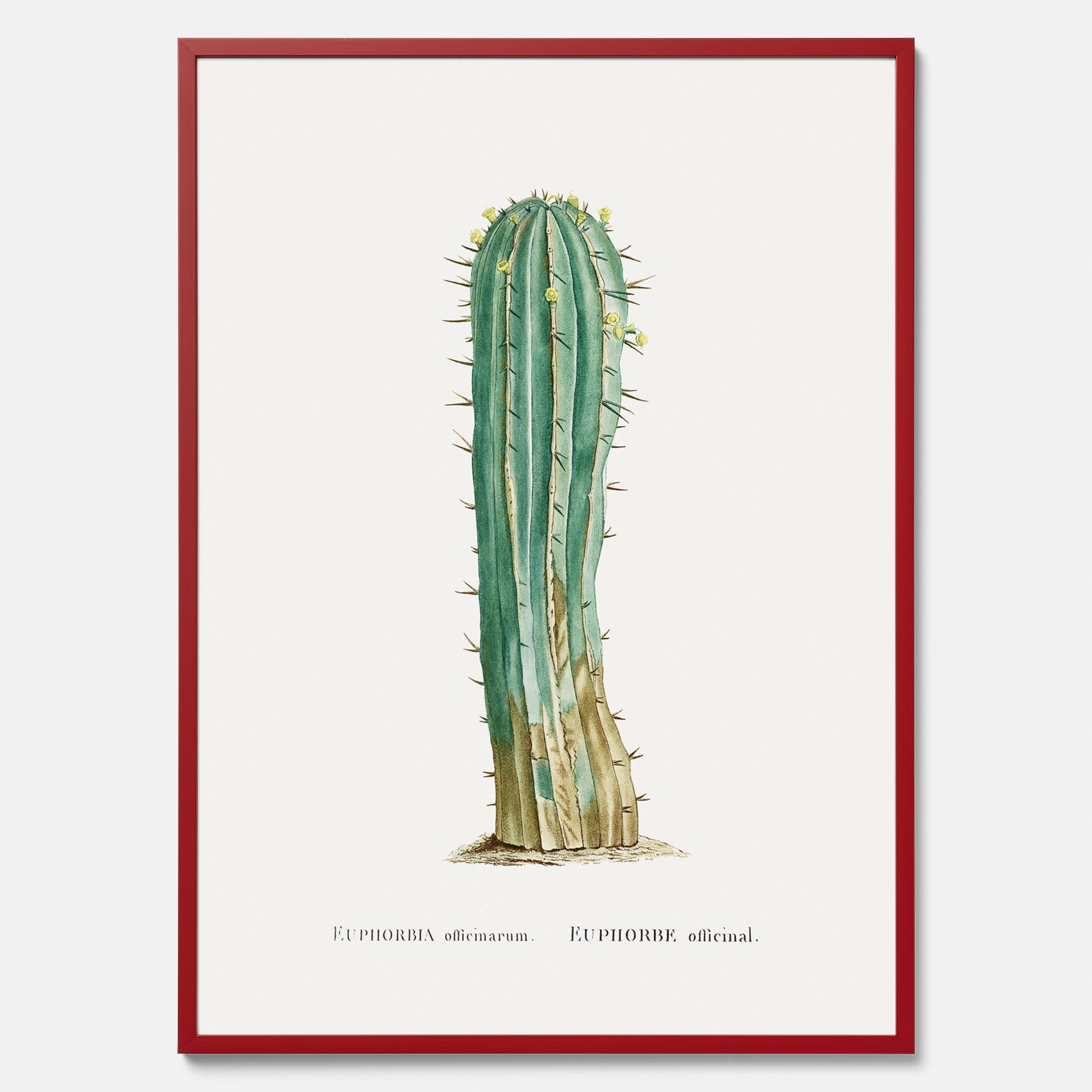 Vintageposter med en illustration av en kaktus