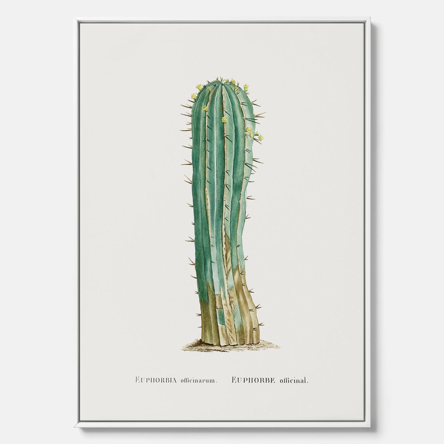 Vintagetavla i canvas med en illustration av en kaktus