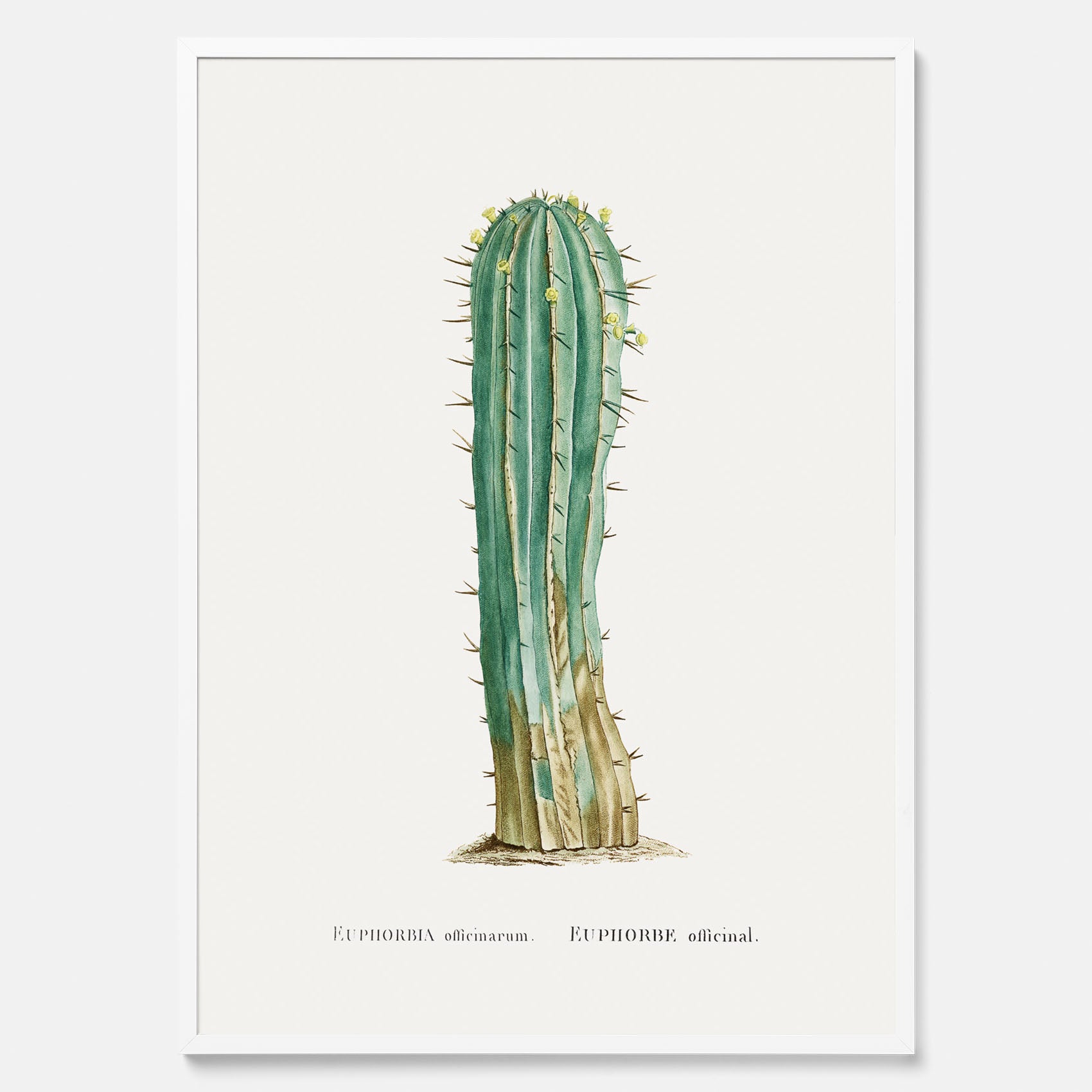 Vintageposter med en illustration av en kaktus