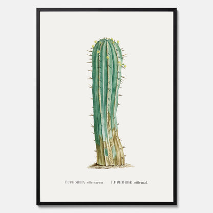 Vintageposter med en illustration av en kaktus