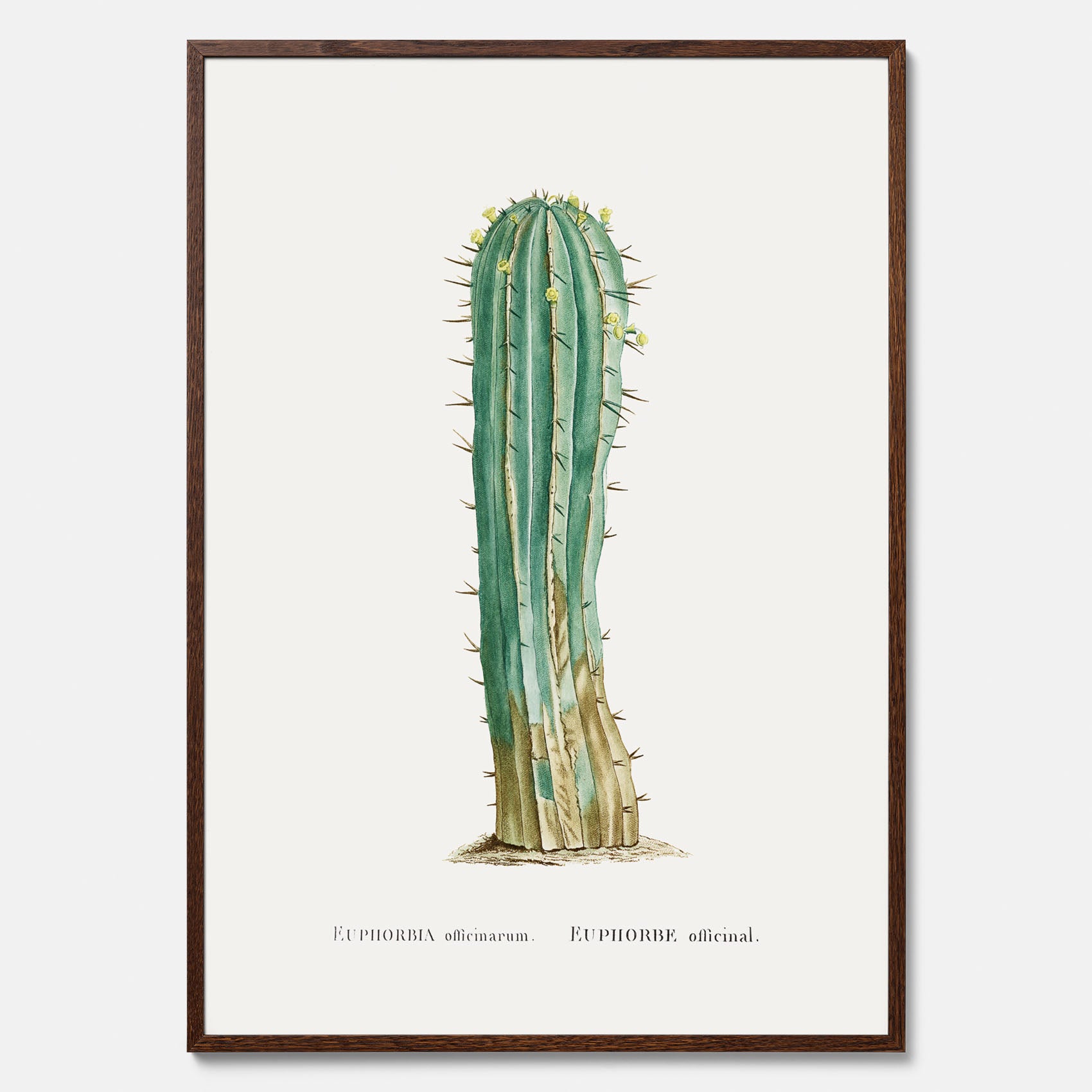 Vintageposter med en illustration av en kaktus