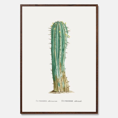 Vintageposter med en illustration av en kaktus