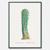 Vintageposter med en illustration av en kaktus