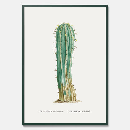 Vintageposter med en illustration av en kaktus