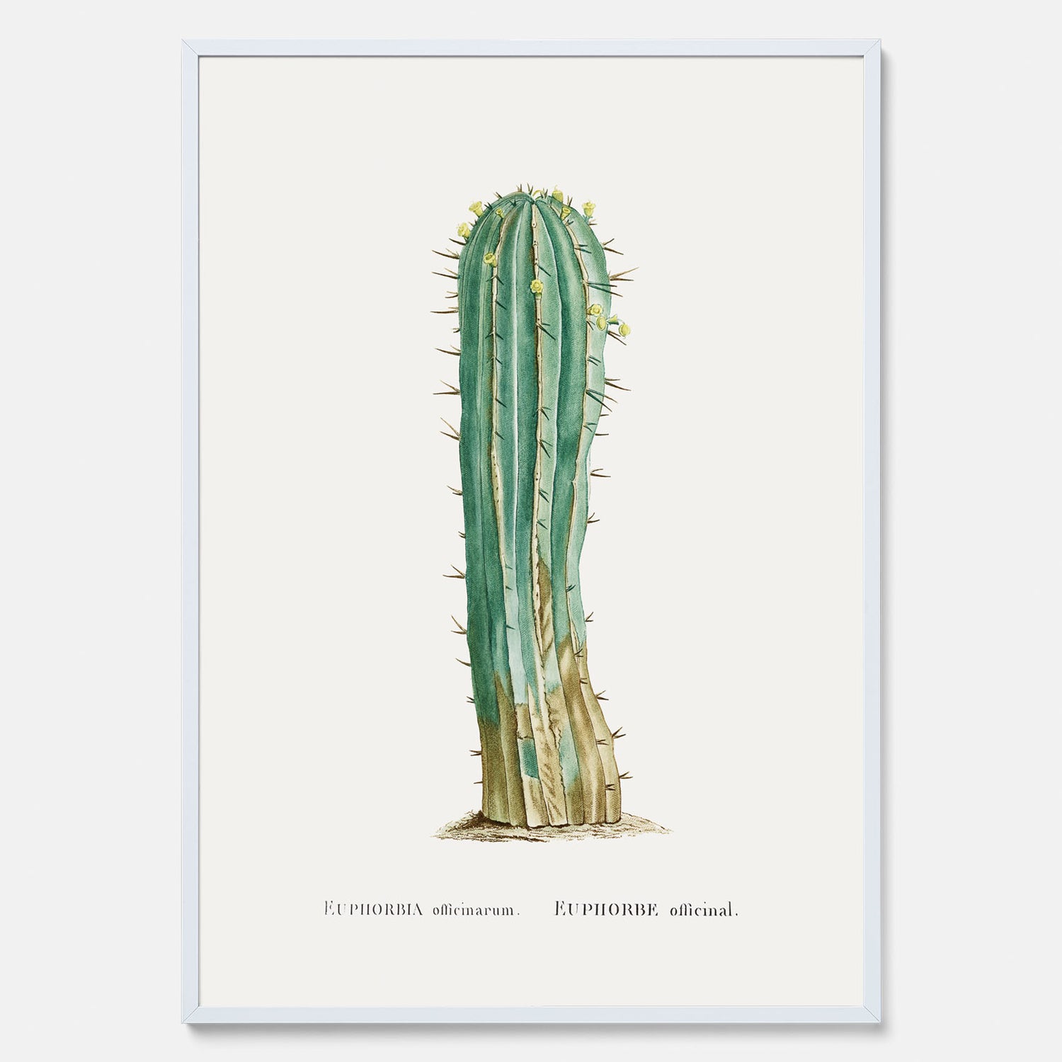 Vintageposter med en illustration av en kaktus