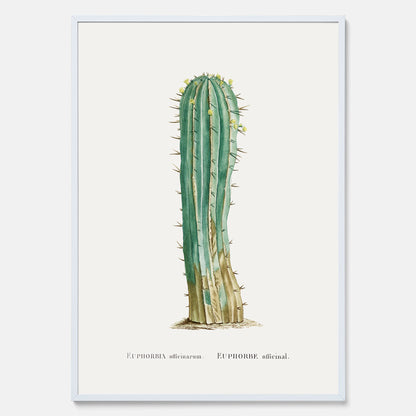 Vintageposter med en illustration av en kaktus