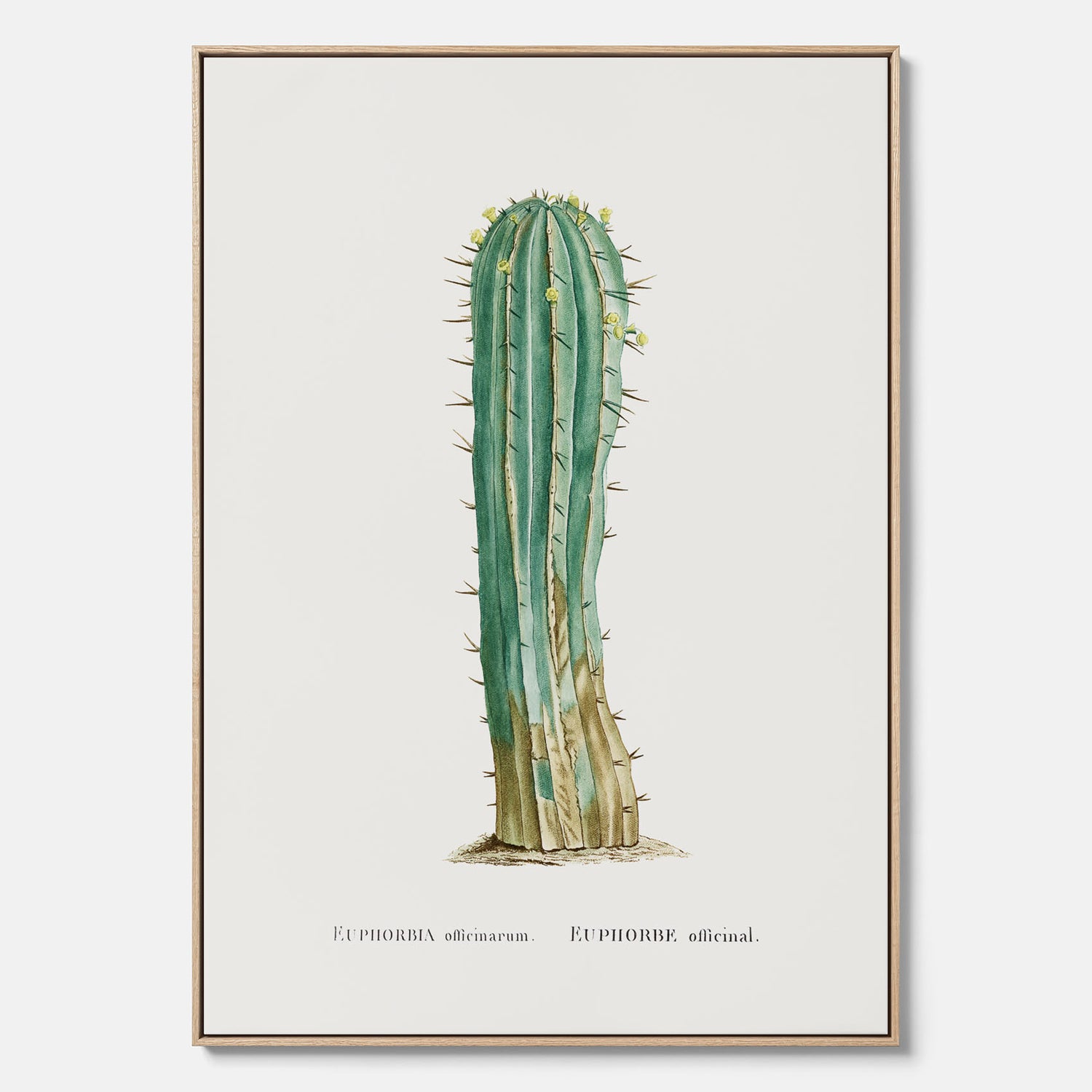 Vintagetavla i canvas med en illustration av en kaktus