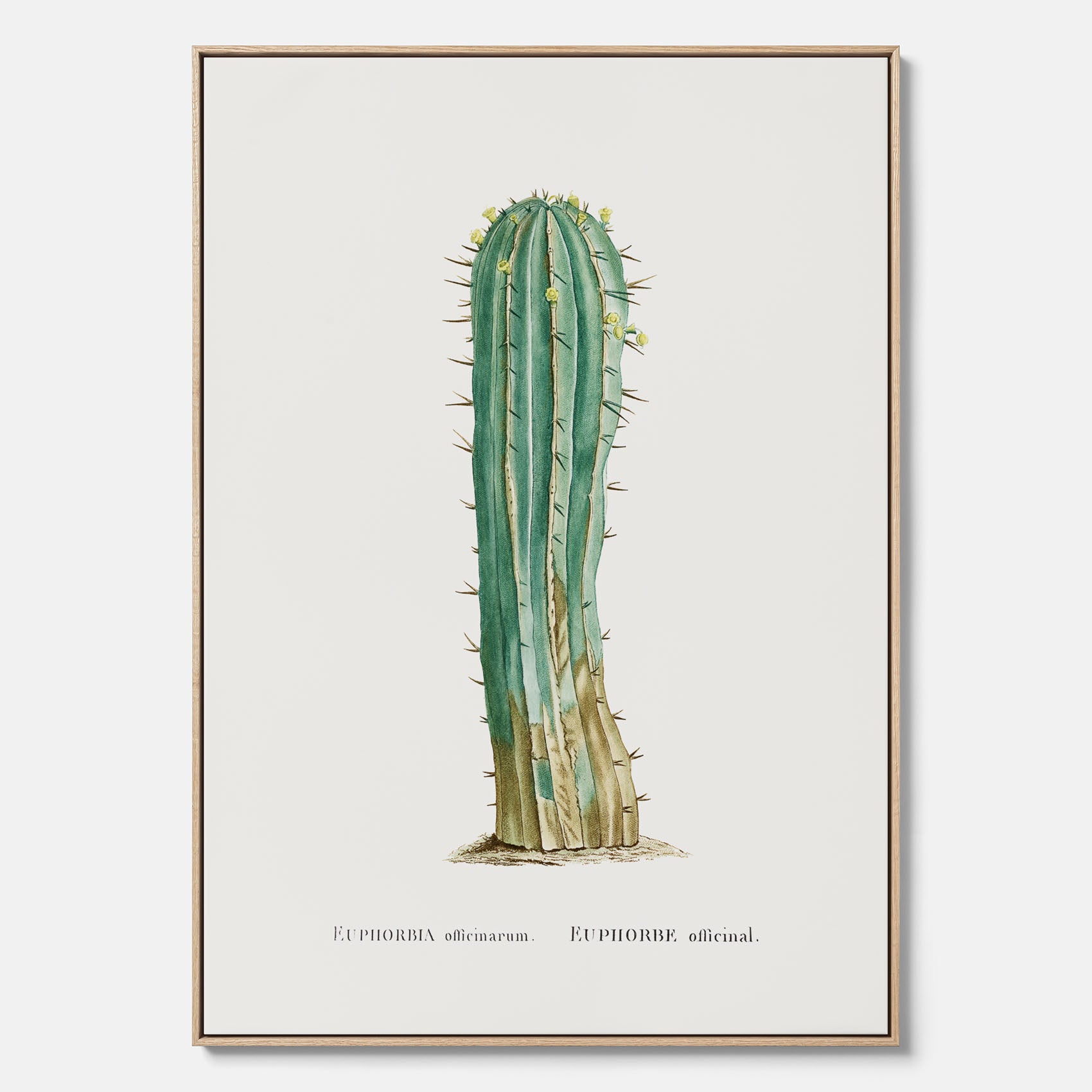 Vintagetavla i canvas med en illustration av en kaktus