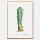 Vintageposter med en illustration av en kaktus