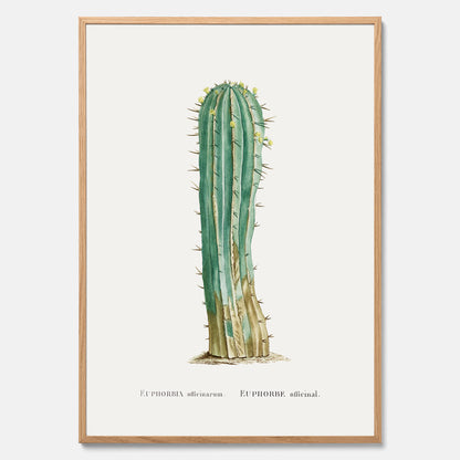 Vintageposter med en illustration av en kaktus