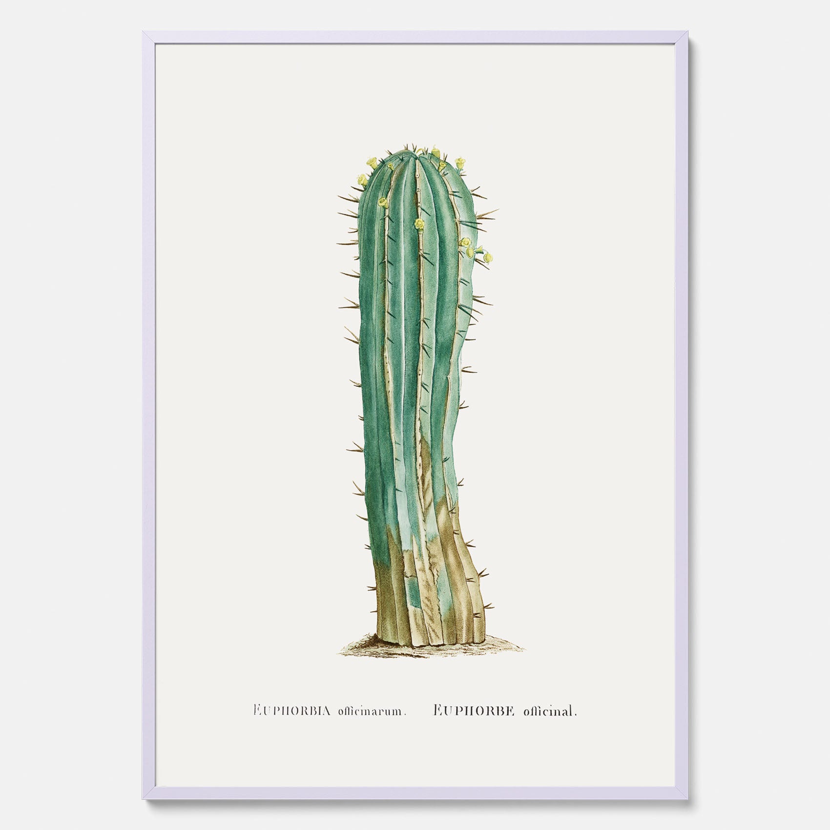 Vintageposter med en illustration av en kaktus