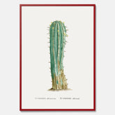 Vintageposter med en illustration av en kaktus