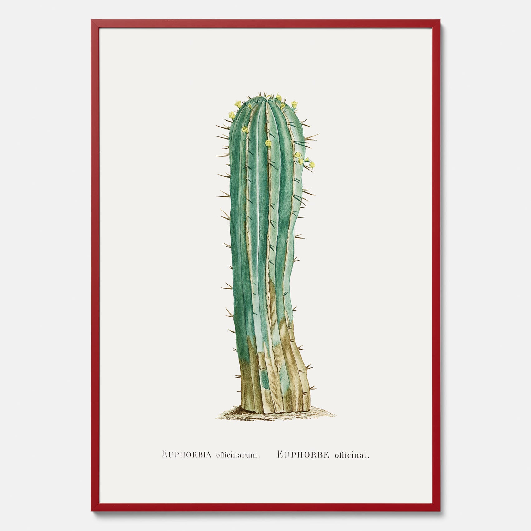 Vintageposter med en illustration av en kaktus