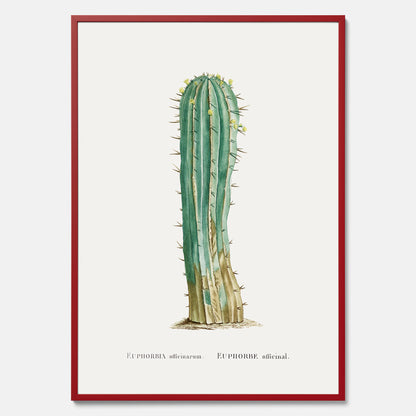 Vintageposter med en illustration av en kaktus
