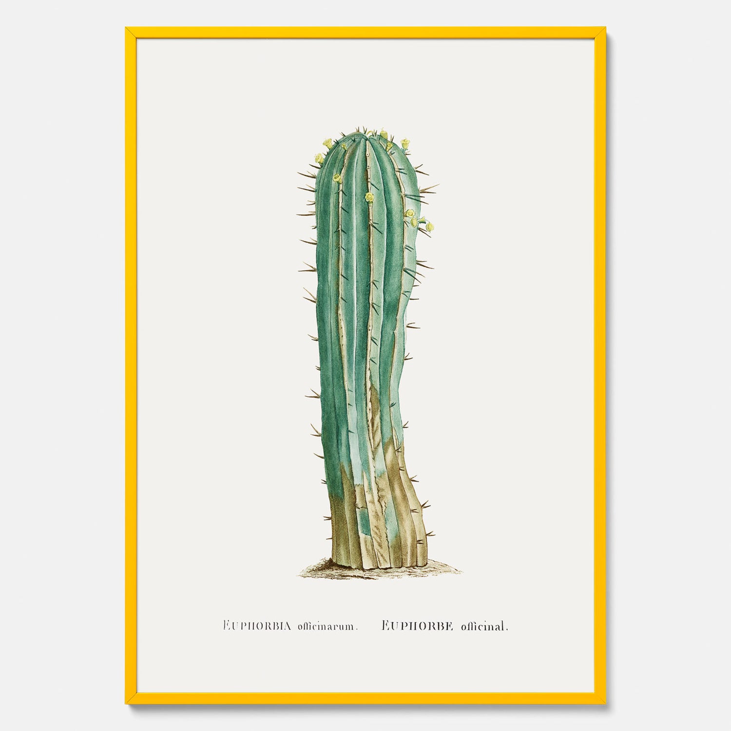 Vintageposter med en illustration av en kaktus