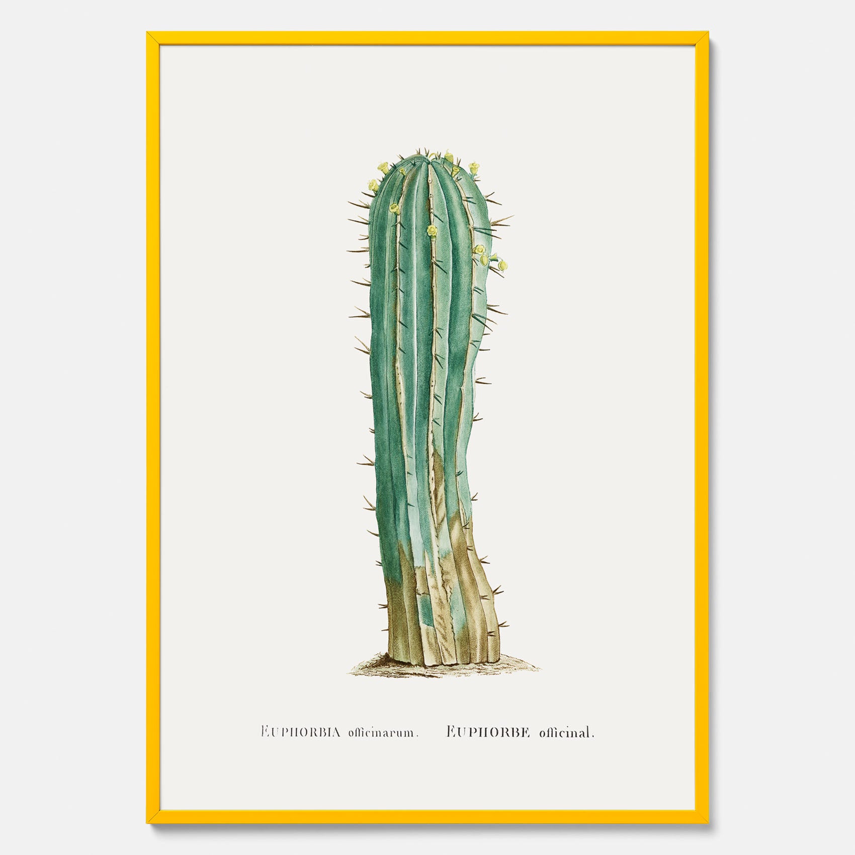 Vintageposter med en illustration av en kaktus