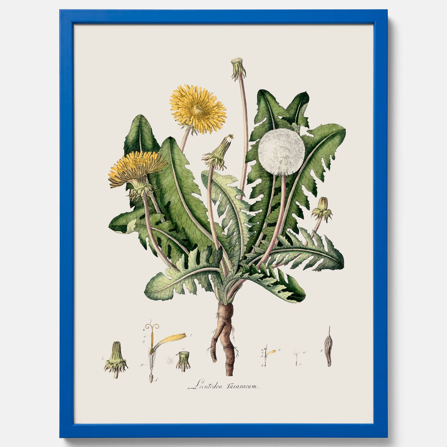 Maskros poster  – Botanisk poster, vintage, skolposter