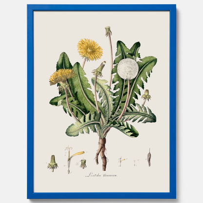 Maskros poster  – Botanisk poster, vintage, skolposter
