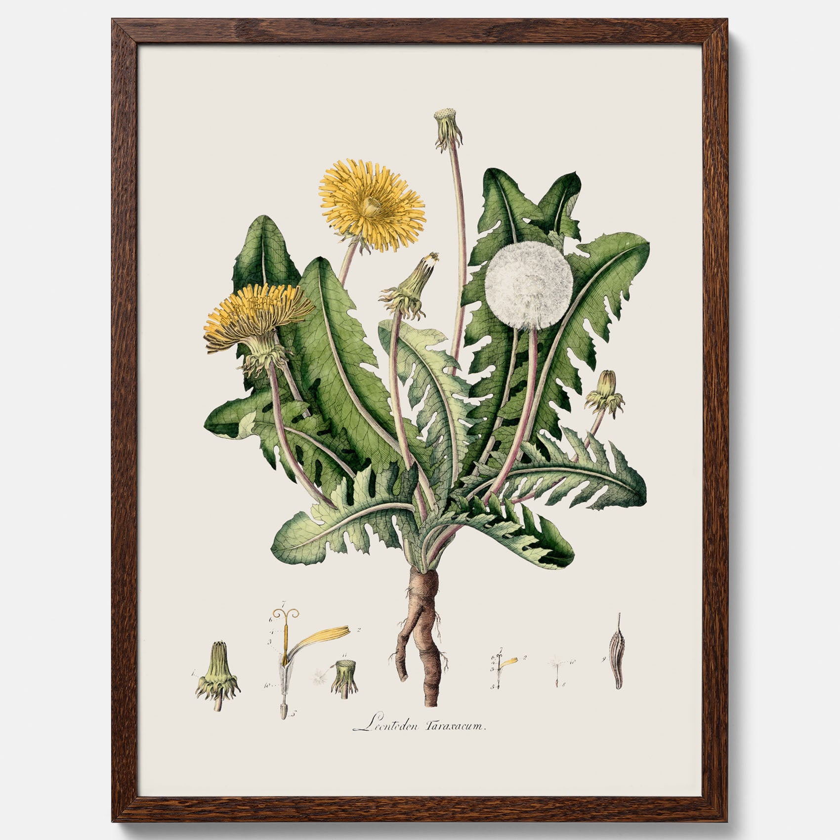 Maskros poster  – Botanisk poster, vintage, skolposter
