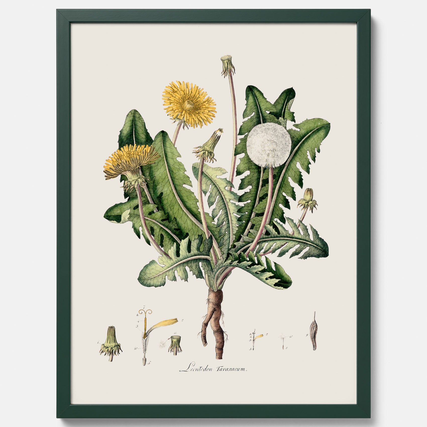 Maskros poster  – Botanisk poster, vintage, skolposter